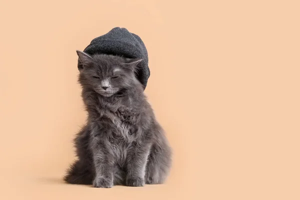 색깔의 모자를 귀여운 고양이 — 스톡 사진