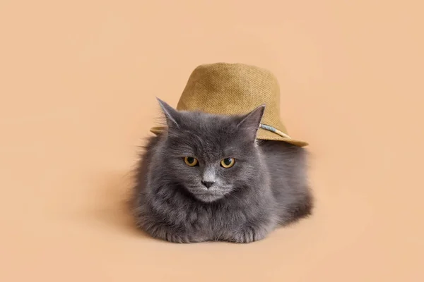 모자를 귀여운 고양이 — 스톡 사진
