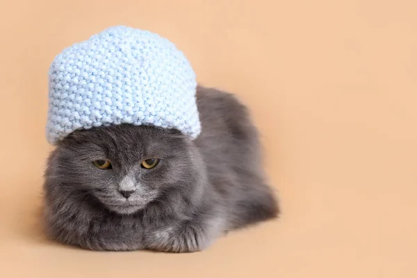 Lindo Gato Sombrero Caliente Sobre Fondo Color —  Fotos de Stock