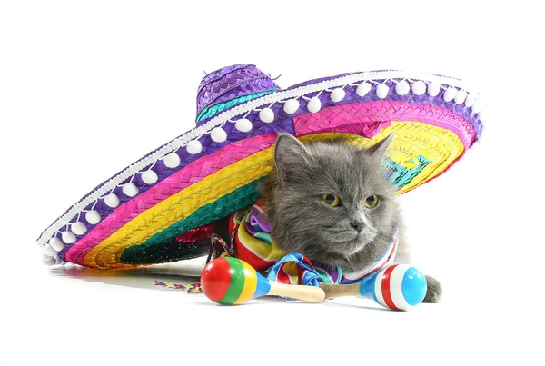Gato Bonito Com Sombrero Maracas Fundo Branco — Fotografia de Stock