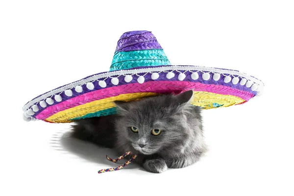 Söt Katt Med Sombrero Vit Bakgrund — Stockfoto