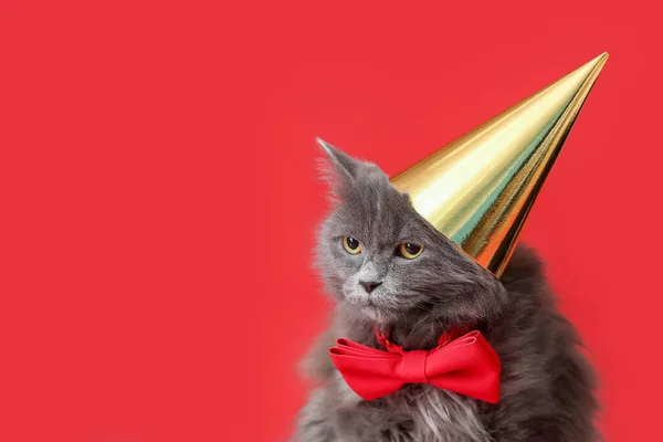 Söt Katt Parti Hatt Färg Bakgrund — Stockfoto