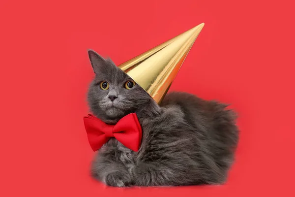 Carino Gatto Cappello Partito Sfondo Colore — Foto Stock