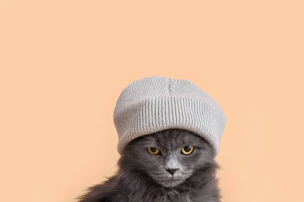 색깔의 모자를 귀여운 고양이 — 스톡 사진