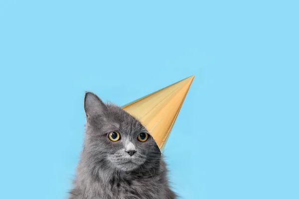 Söt Katt Parti Hatt Färg Bakgrund — Stockfoto