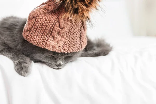 Cute Cat Warm Hat Home — Stock Photo, Image