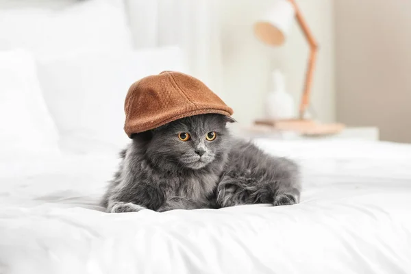 Cute cat in hat at home