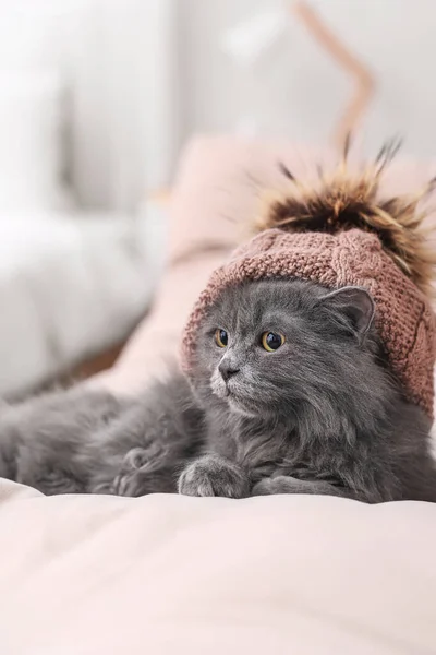 Gato Bonito Chapéu Quente Casa — Fotografia de Stock