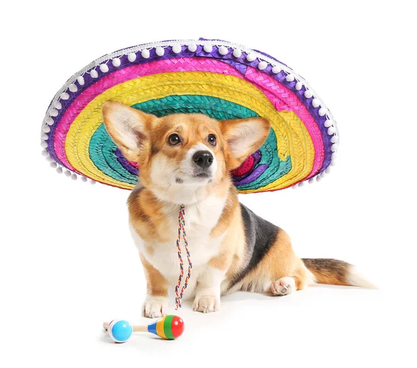 Leuke Hond Met Sombrero Maracas Witte Achtergrond — Stockfoto