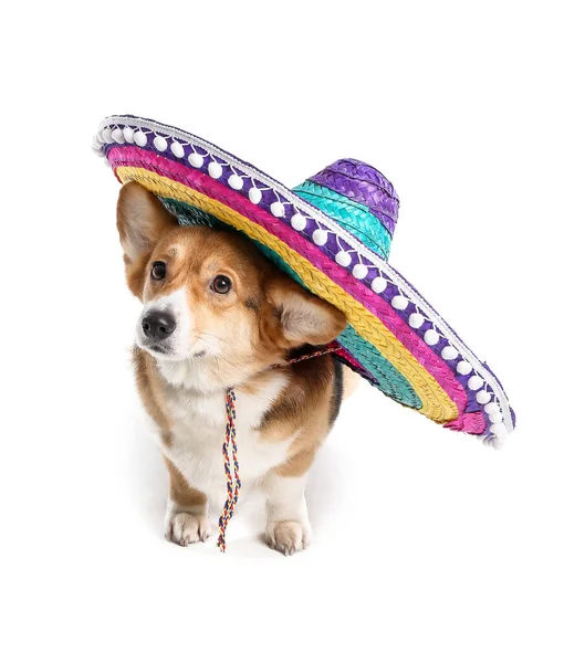 Leuke Hond Sombrero Witte Achtergrond — Stockfoto