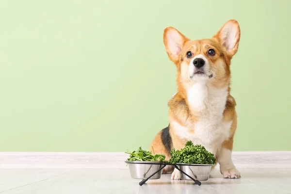 壁の近くにハーブや野菜とかわいいコーギー犬 — ストック写真