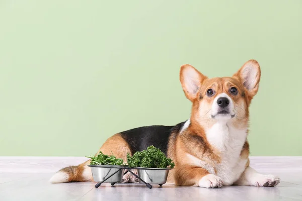 壁の近くにハーブや野菜とかわいいコーギー犬 — ストック写真