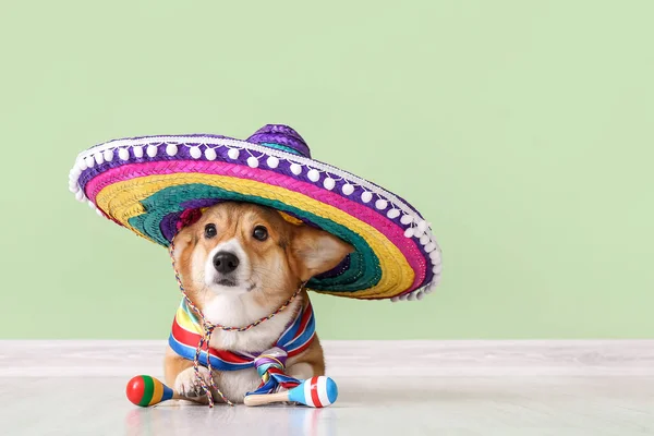 Söt Hund Med Sombrero Och Maracas Nära Färg Vägg — Stockfoto