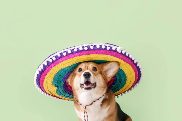 Leuke Hond Sombrero Kleur Achtergrond — Stockfoto