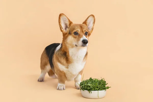 Cute Corgi Dog Bowl Herbs Color Background — Stock Photo, Image