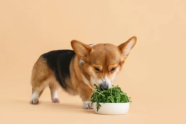 Cão Bonito Corgi Comer Ervas Fundo Cor — Fotografia de Stock