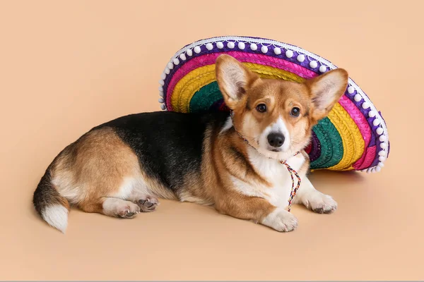 Lindo Perro Con Sombrero Fondo Color — Foto de Stock