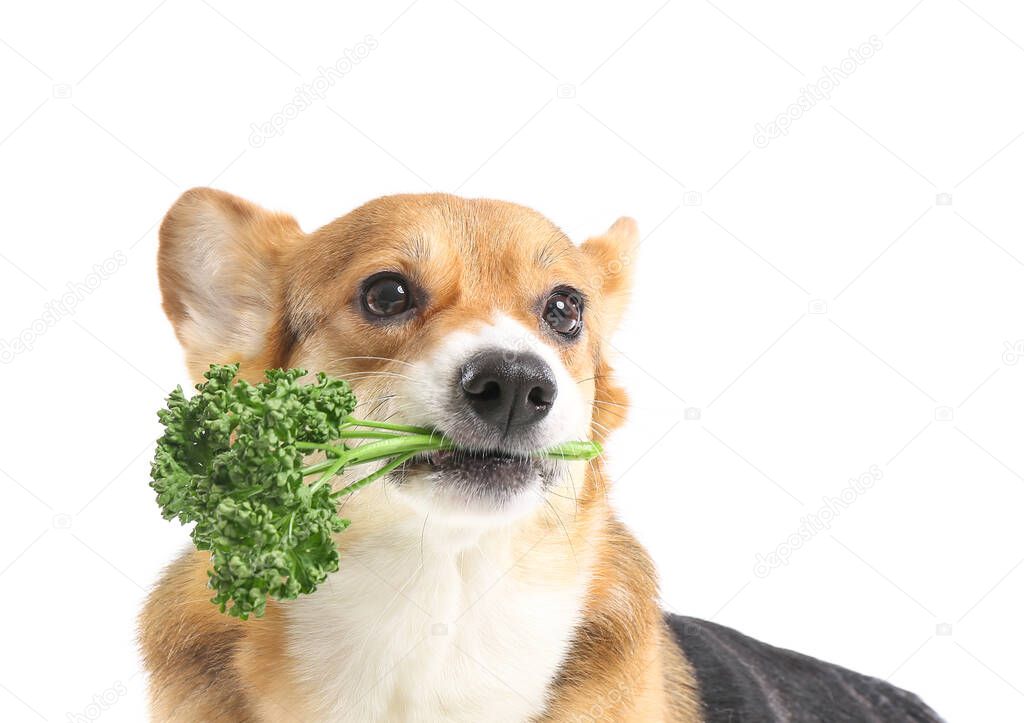 Cute Corgi dog with parsley on white background