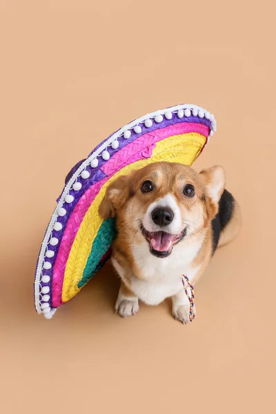 Cão Bonito Com Sombrero Fundo Cor — Fotografia de Stock