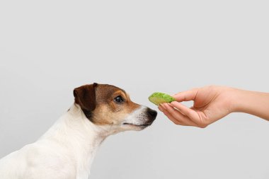 Sahibi, arka planda salatalıkla sevimli bir köpeği besliyor.