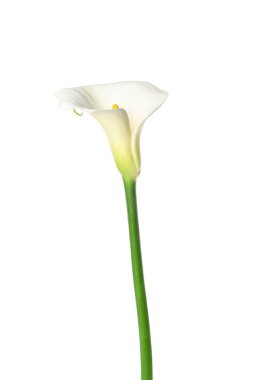 Beyaz arkaplanda güzel zambak