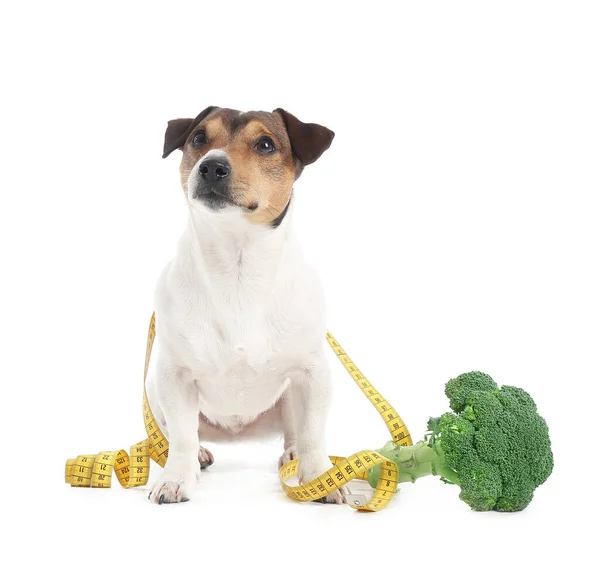 Leuke Hond Met Broccoli Meetlint Witte Achtergrond — Stockfoto
