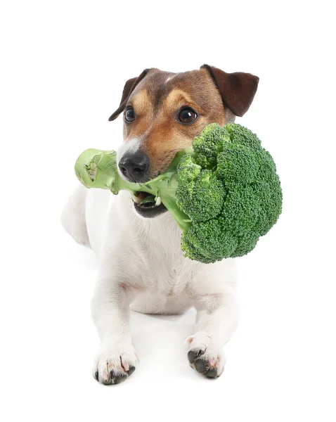Leuke Hond Met Broccoli Witte Achtergrond — Stockfoto