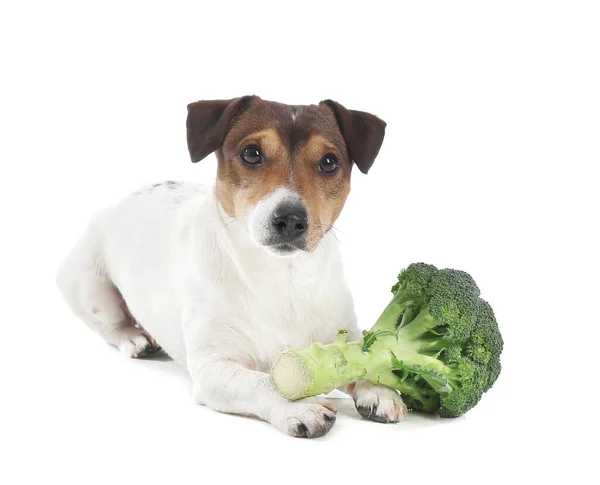 Leuke Hond Met Broccoli Witte Achtergrond — Stockfoto