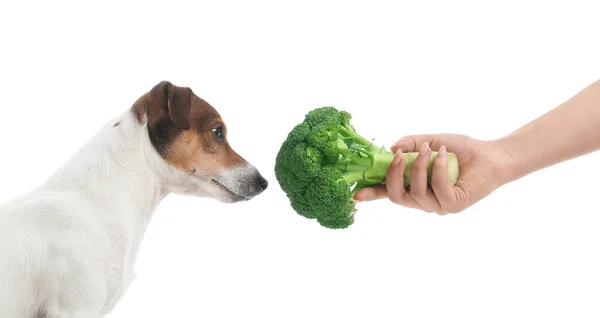 Właściciel Karmienia Cute Pies Brokułami Białym Tle — Zdjęcie stockowe