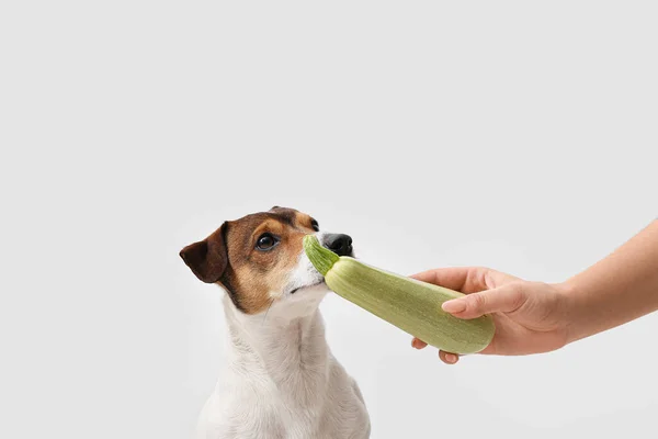 Eigenaar Voeden Schattige Hond Met Courgette Lichte Achtergrond — Stockfoto