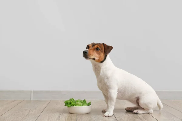 Cute Pies Miska Świeżymi Warzywami Podłodze Pobliżu Ściany Światła — Zdjęcie stockowe