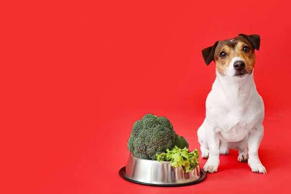 Cute dog and bowl with vegetables on color background
