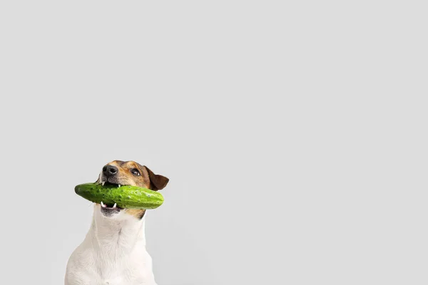 Cute Dog Cucumber Light Background — Stock Photo, Image