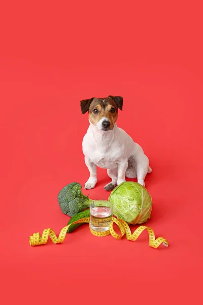 Cute Dog Vegetables Measuring Tape Water Color Background — Stock Photo, Image