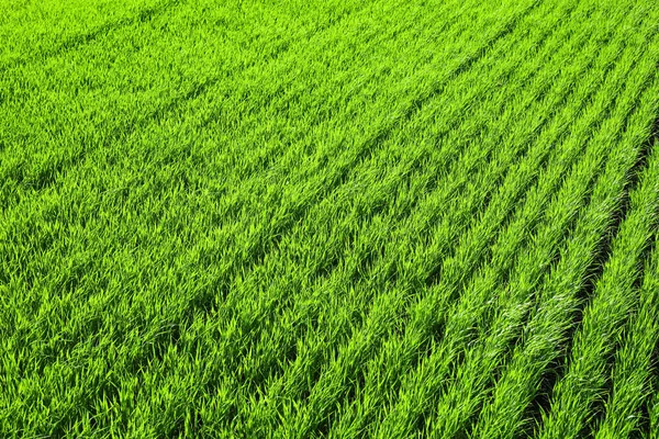 Green Wheat Field Spring Day — Stock Photo, Image