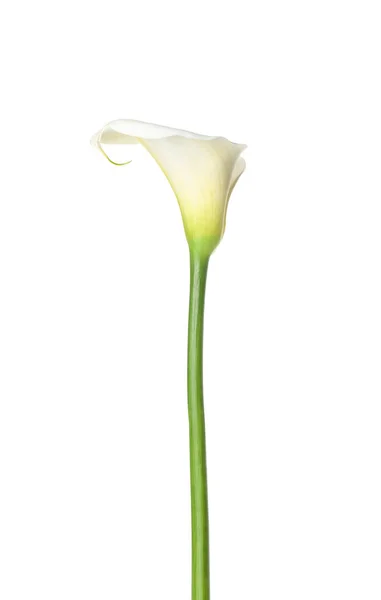 Mooie Calla Lelie Witte Achtergrond — Stockfoto