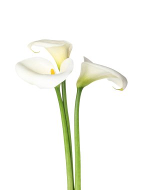 Beyaz arkaplanda güzel zambaklar