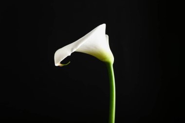 Koyu arkaplanda güzel zambak