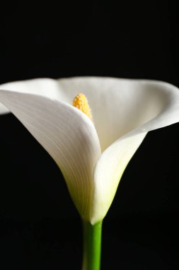 Koyu arkaplanda güzel zambak, yakın plan.