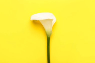 Renkli arkaplanda güzel zambak