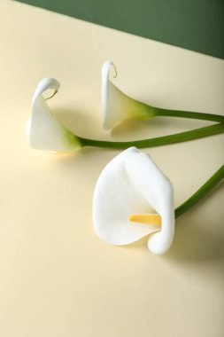 Renkli arkaplanda güzel zambaklar