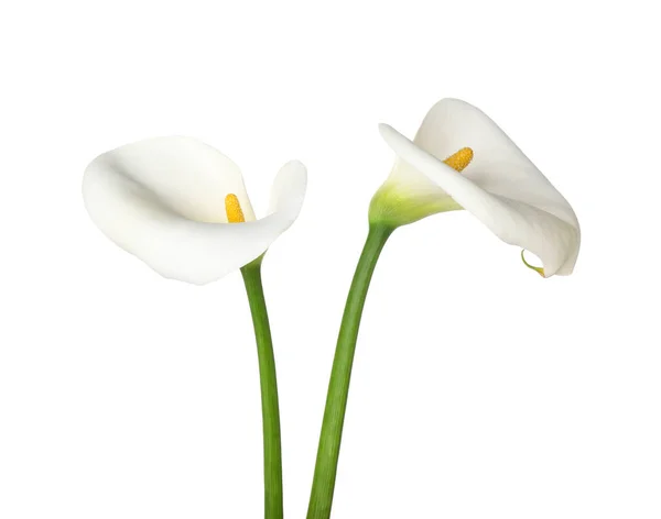 Красиві Кальянні Лілії Білому Тлі — стокове фото