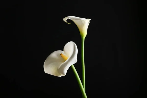 Piękne Lilie Calla Ciemnym Tle — Zdjęcie stockowe