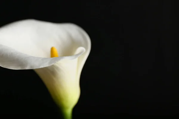 Lírio Calla Bonita Fundo Escuro — Fotografia de Stock