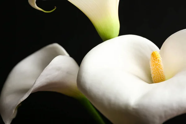 Lindos Lírios Calla Fundo Escuro Close — Fotografia de Stock