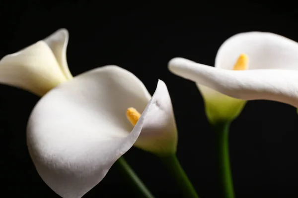 Beaux Calla Lis Sur Fond Sombre — Photo