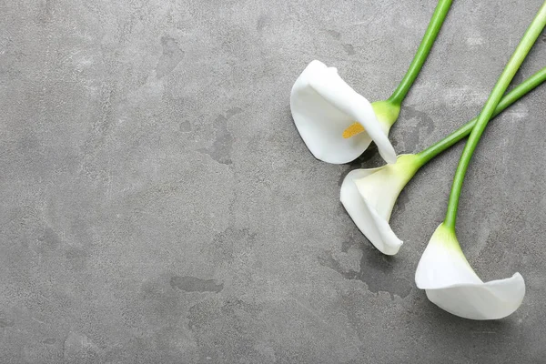 Beautiful Calla Lilies Grey Background — Stock Photo, Image