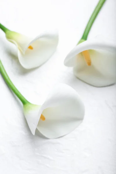 Beautiful Calla Lilies Light Background — Stock Photo, Image