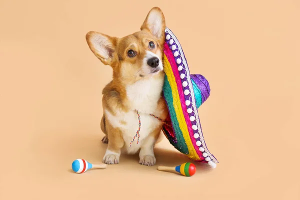 Χαριτωμένο Σκυλί Σομπρέρο Και Μαράκες Στο Φόντο Χρώμα — Φωτογραφία Αρχείου