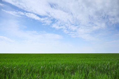 Sahada taze yeşil çimenler